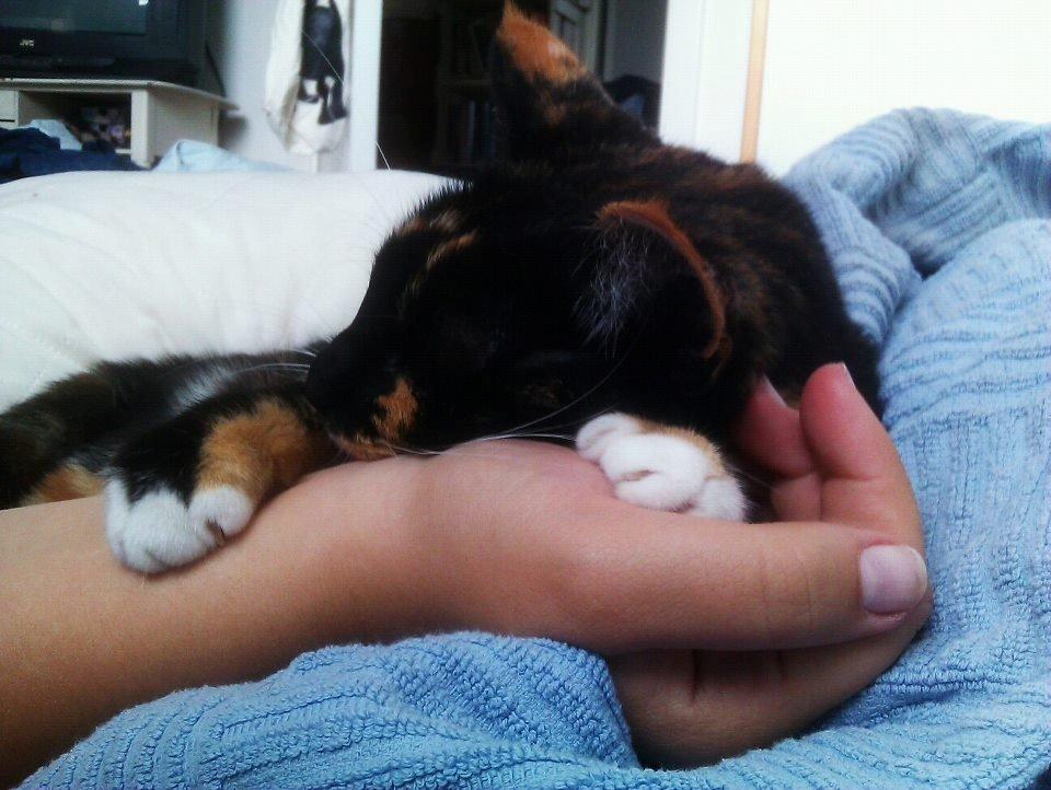 Huskat Alexandra billede 10