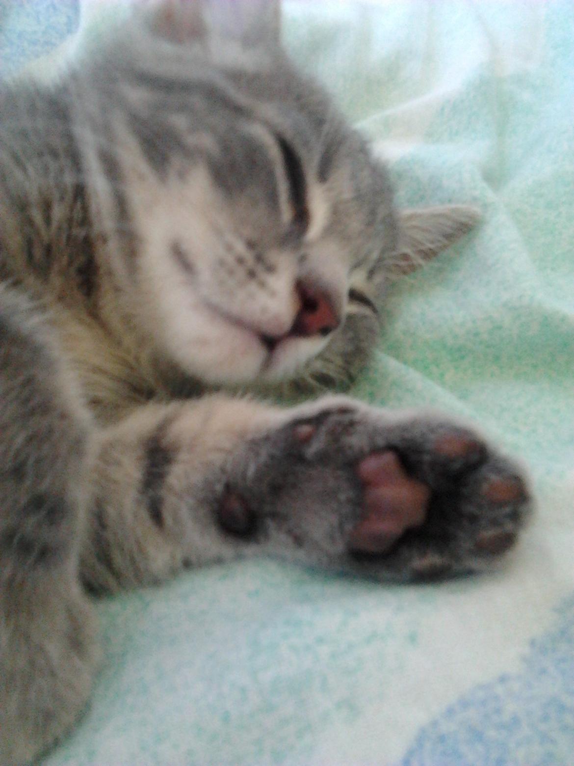 Huskat Bjarne billede 6