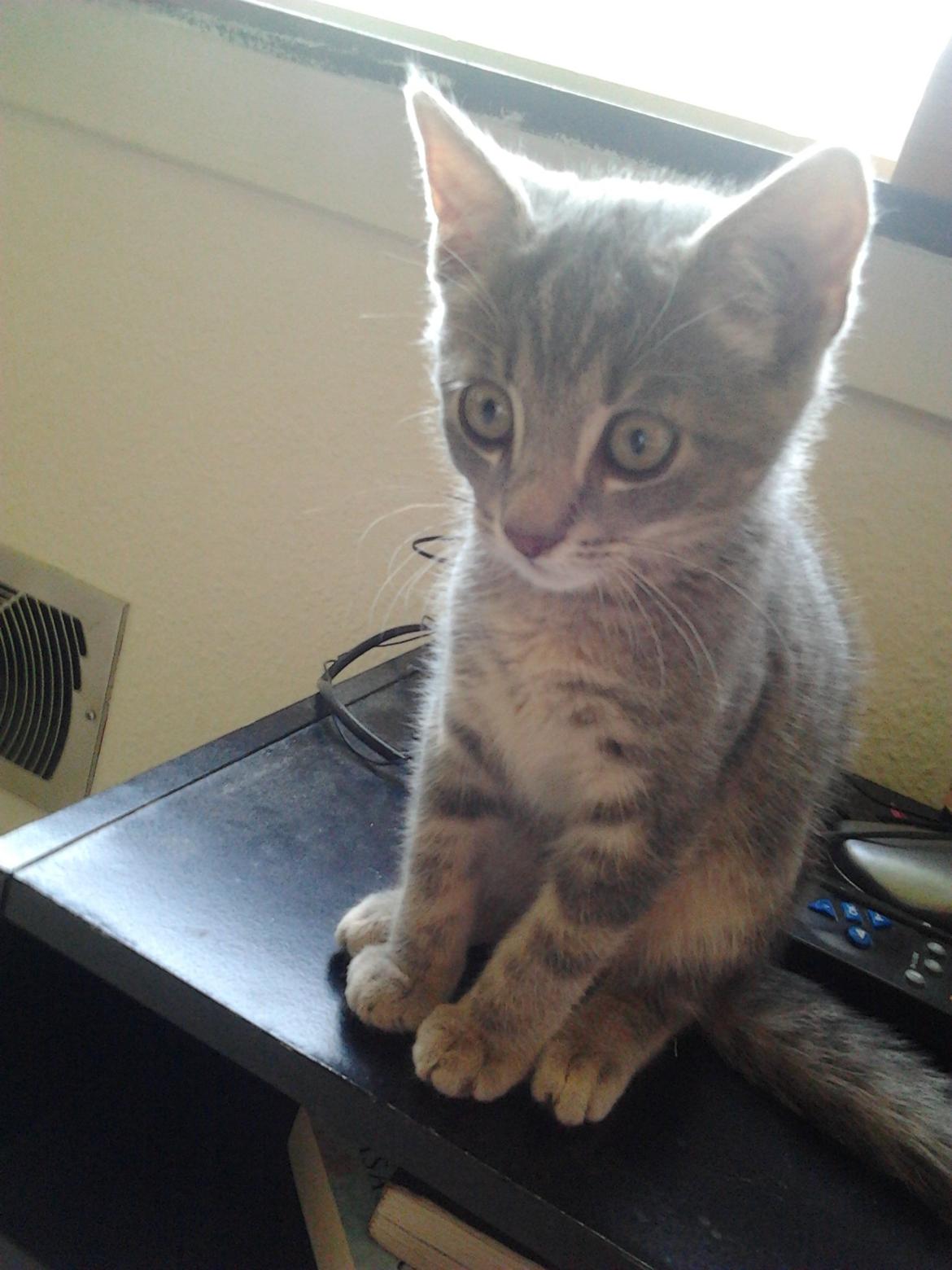 Huskat Bjarne billede 10