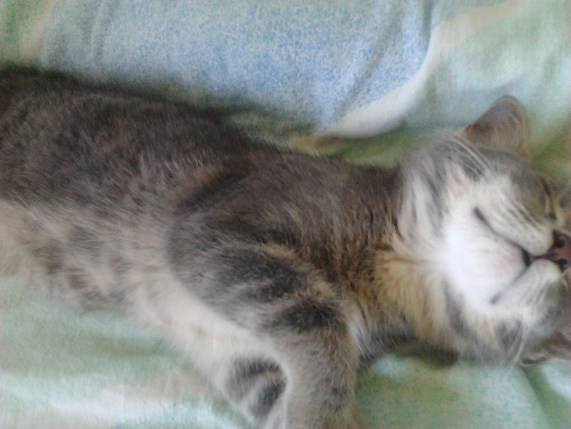 Huskat Bjarne billede 12