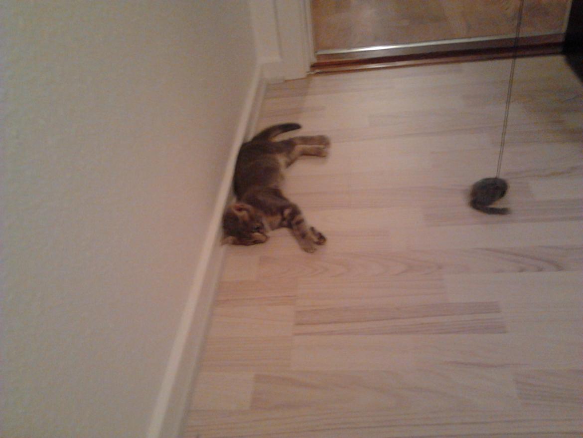 Huskat Bjarne billede 11