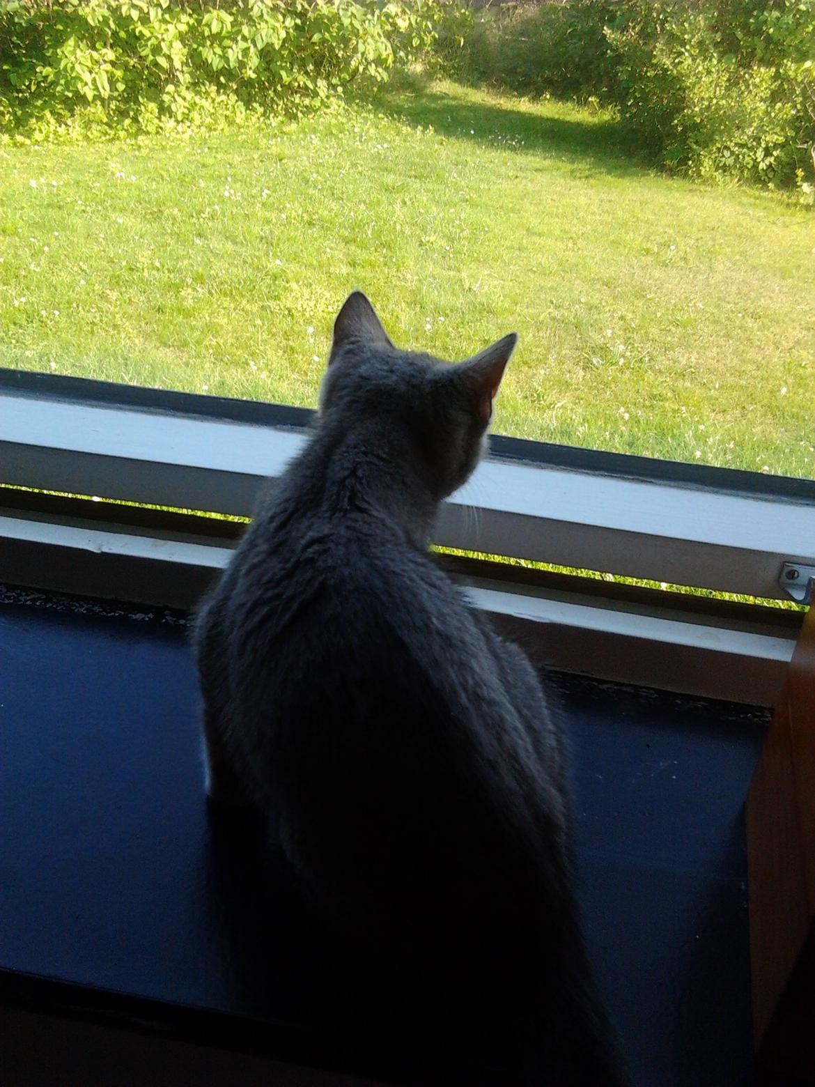 Huskat Bjarne billede 9