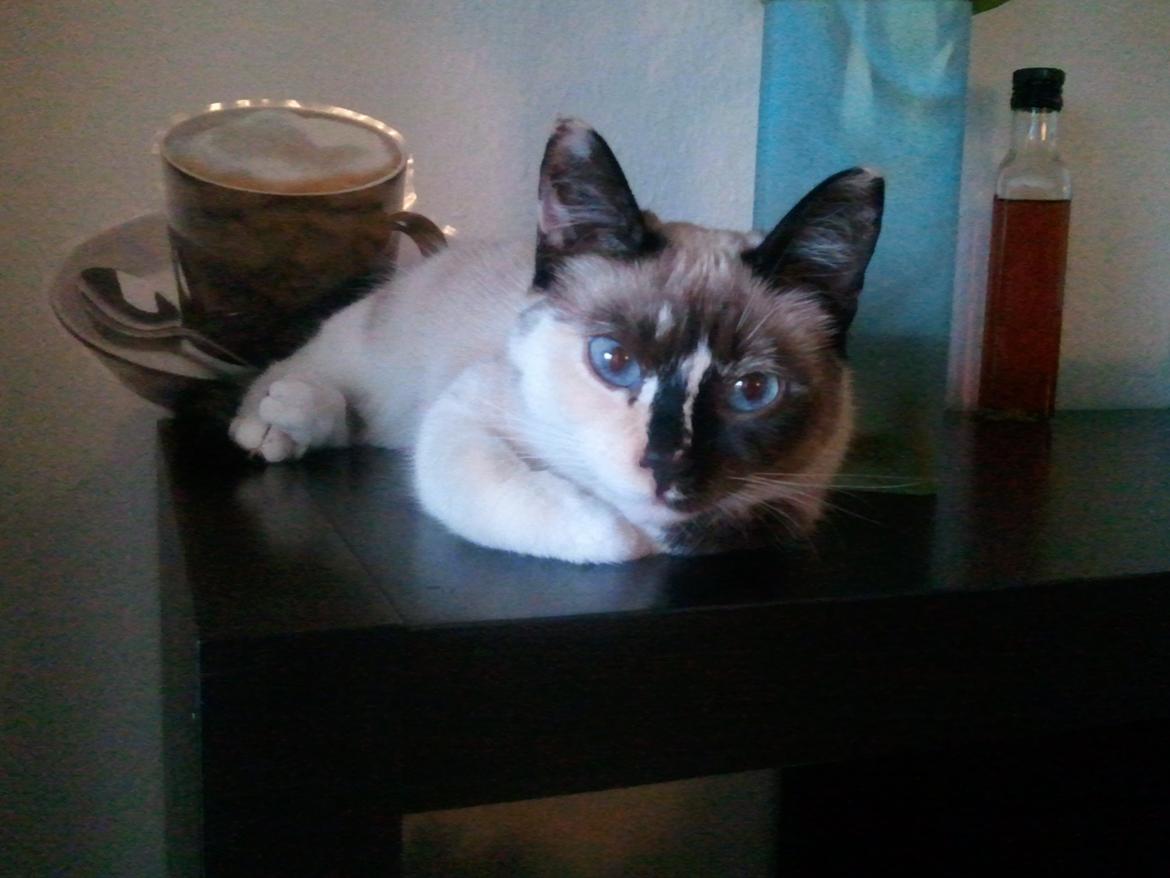 Blanding af racer Nyx - årh, gå nu væk, jeg vil sooooove... billede 8