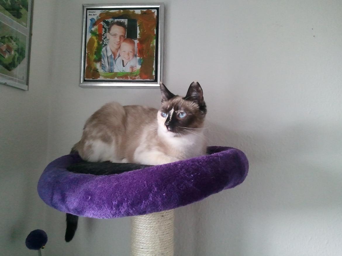 Blanding af racer Nyx - ligger her og nyder udsigten billede 6