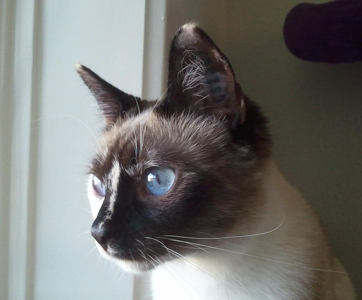 Blanding af racer Nyx - Velkommen til min profil billede 1