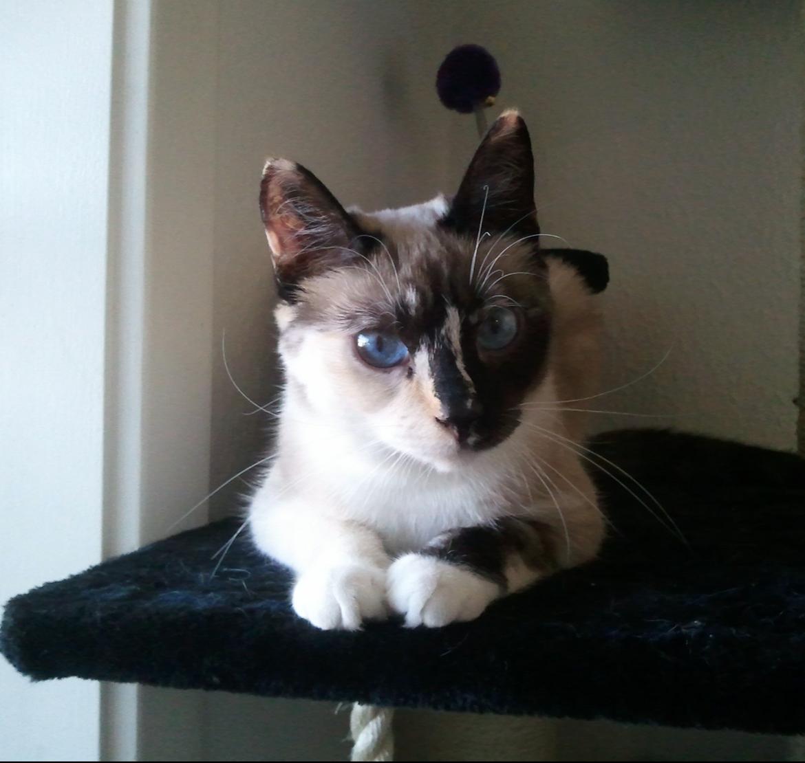 Blanding af racer Nyx - hmm sys hende madmor kommer liiige tæt nok på med det kamera..hun har at gi mig en godbid om lidt billede 5