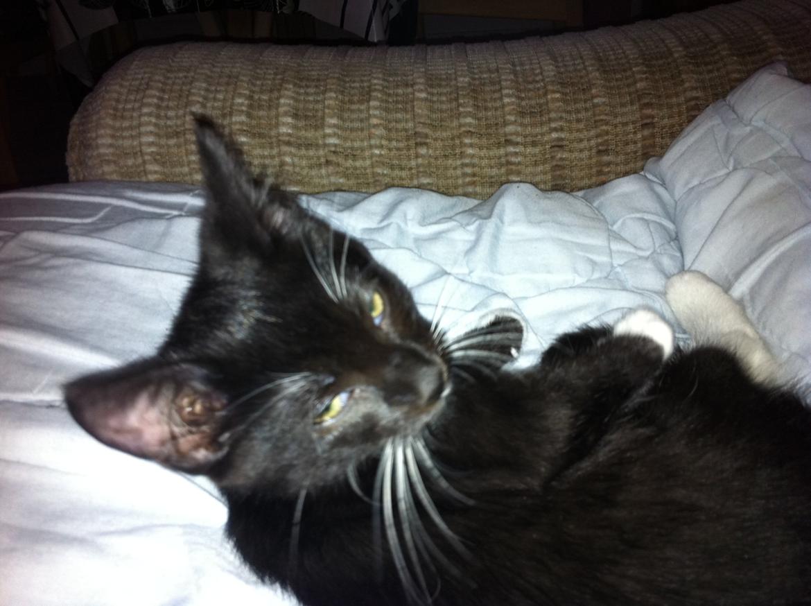 Huskat Daisy billede 1