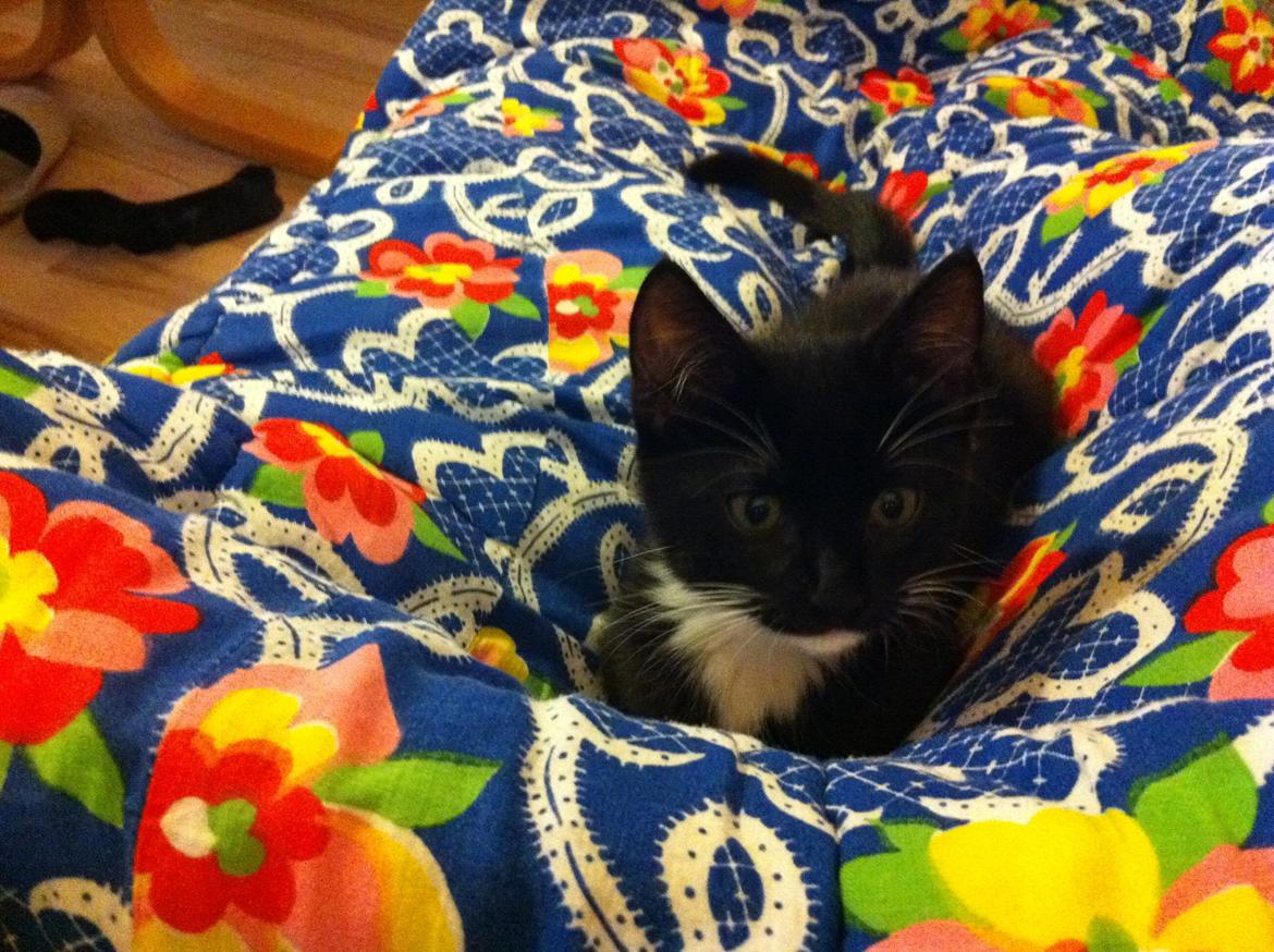 Huskat Daisy billede 2