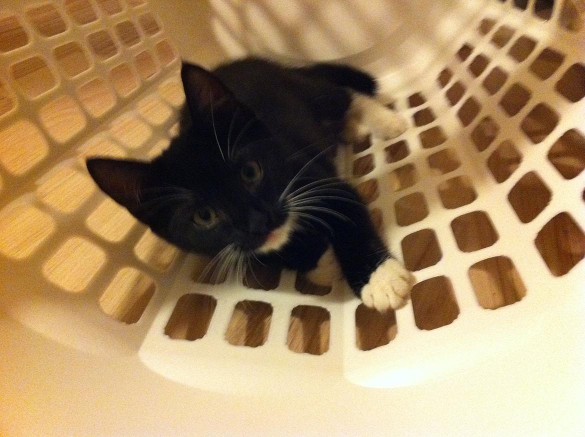 Huskat Daisy billede 3