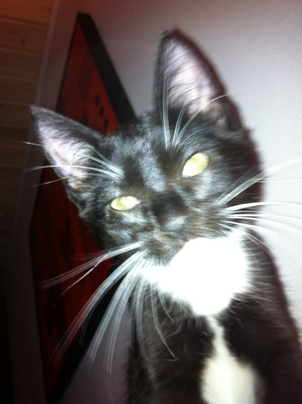 Huskat Daisy billede 4