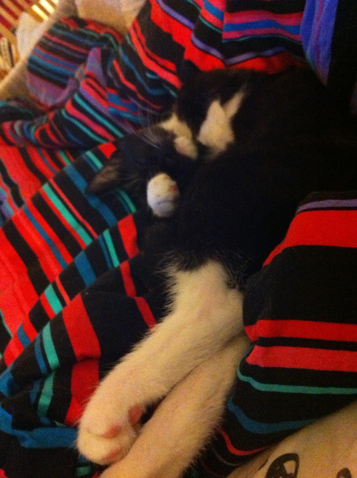 Huskat Daisy billede 5