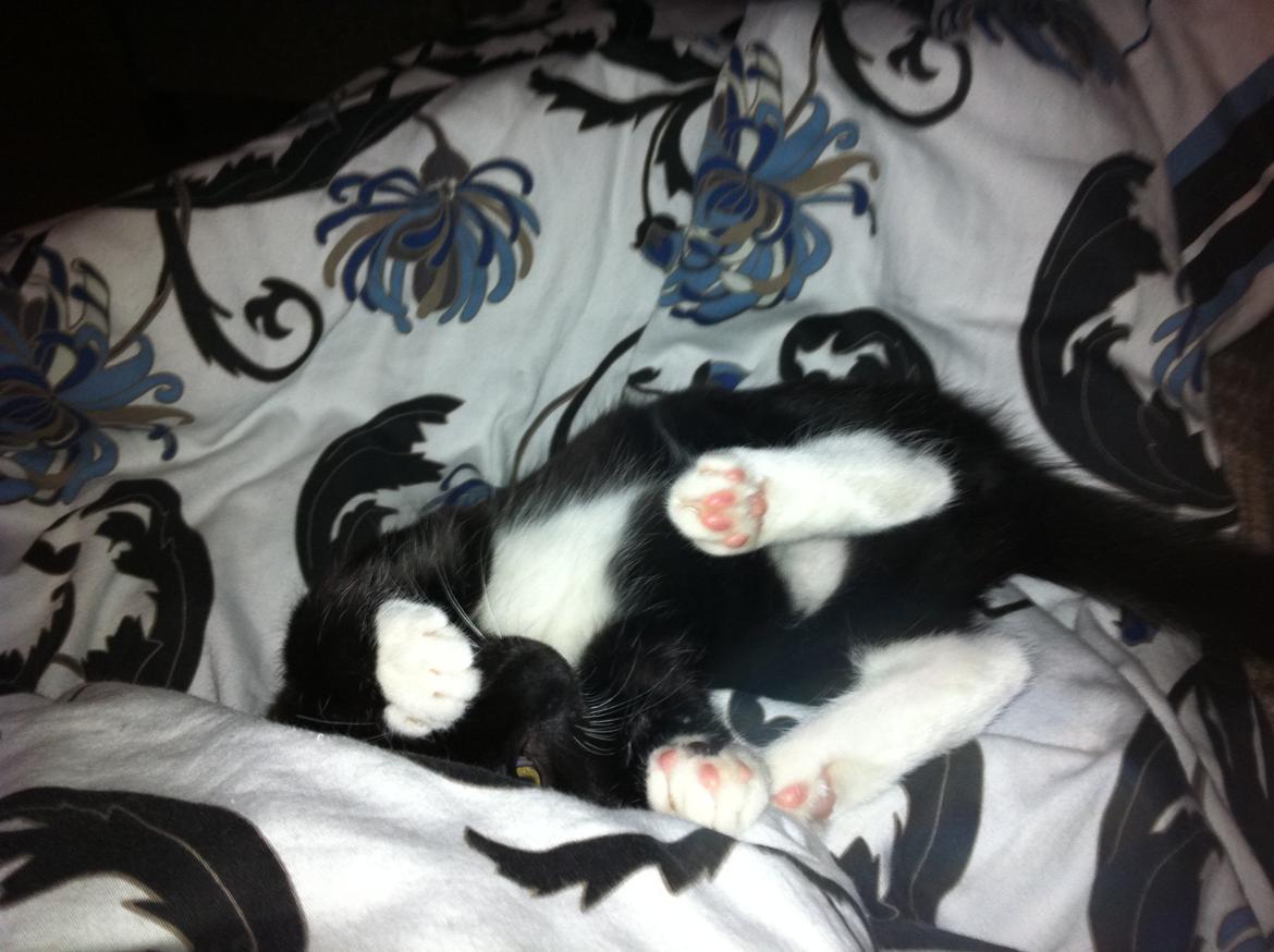 Huskat Daisy billede 6