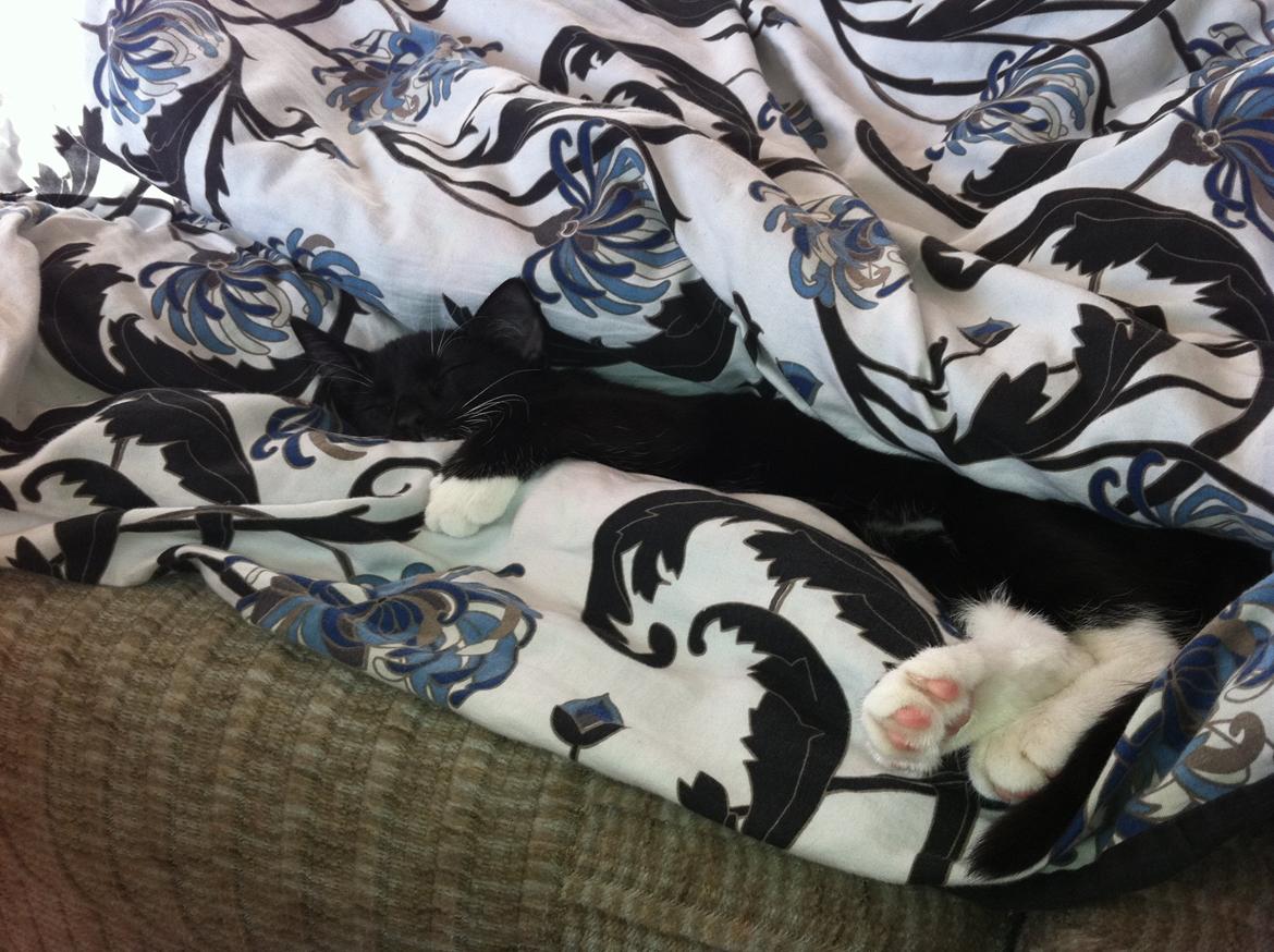 Huskat Daisy billede 7