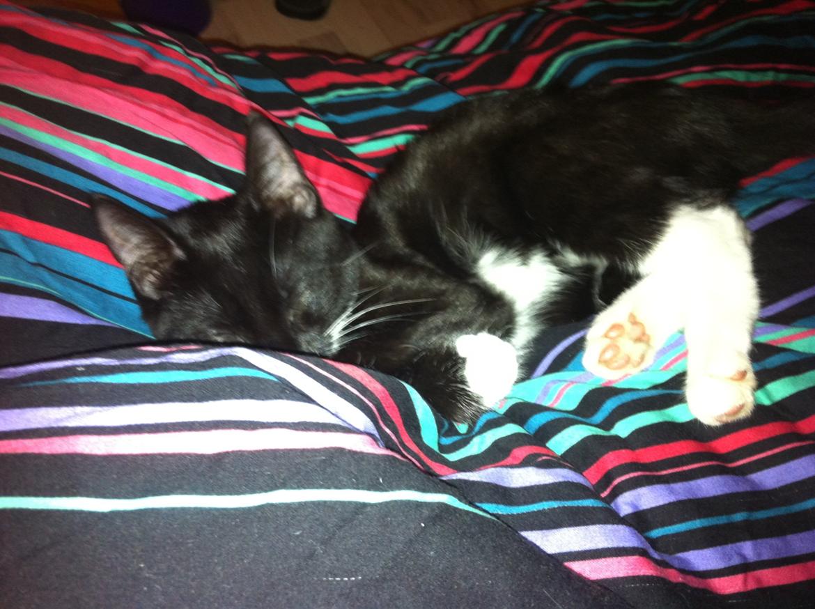 Huskat Daisy billede 8