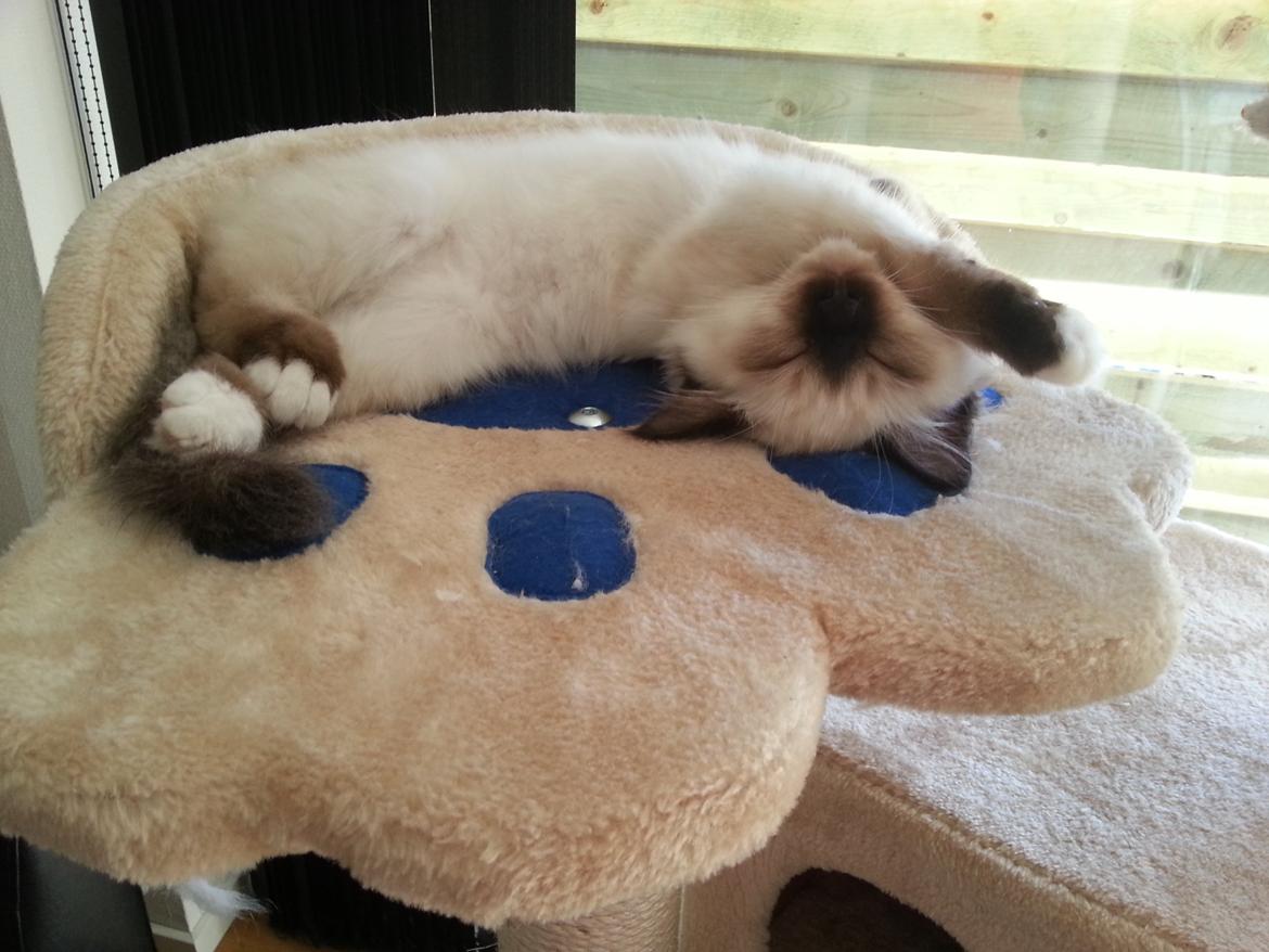 Hellig Birma Bailey billede 11