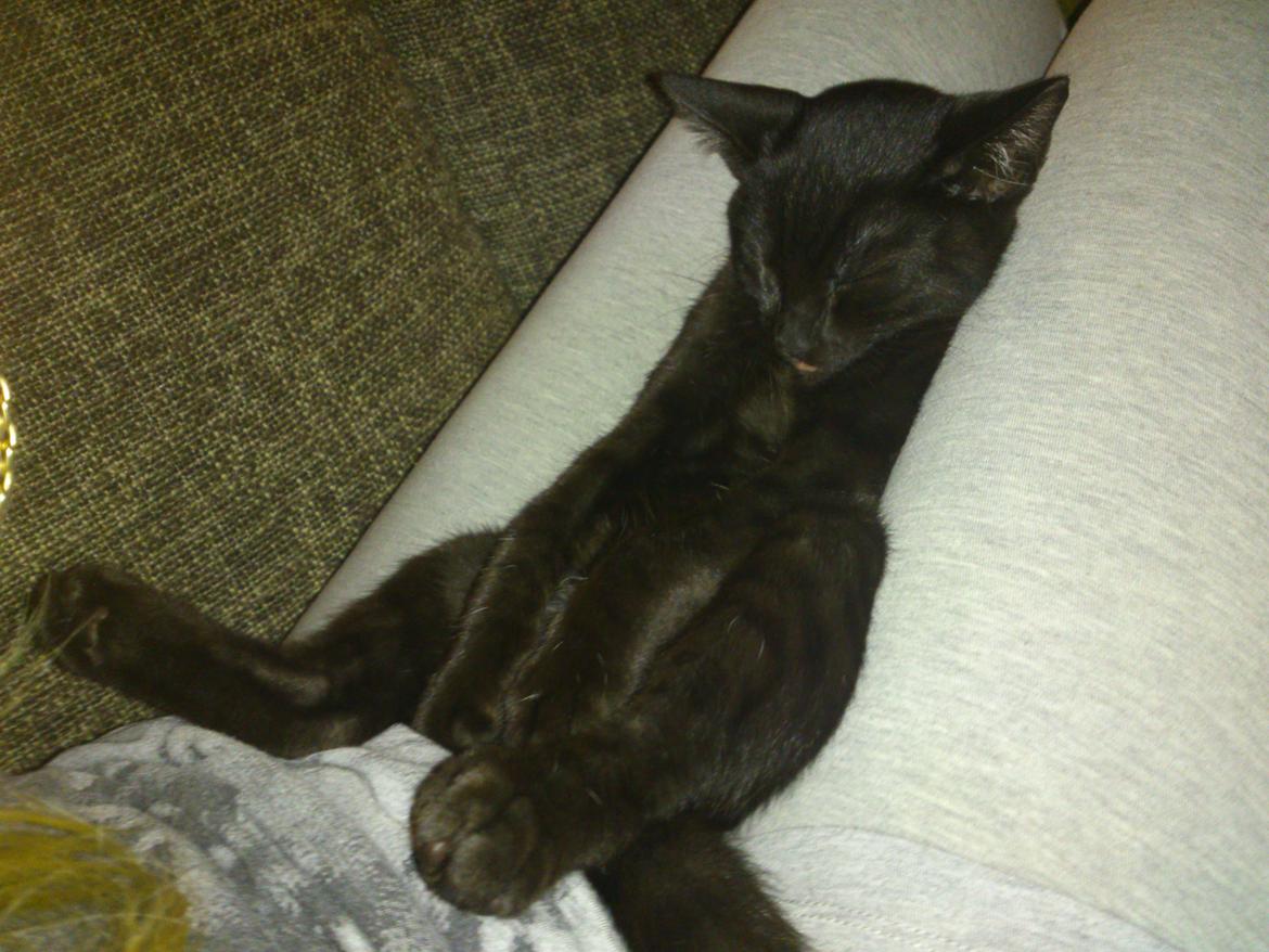 Blanding af racer Mowgli billede 6