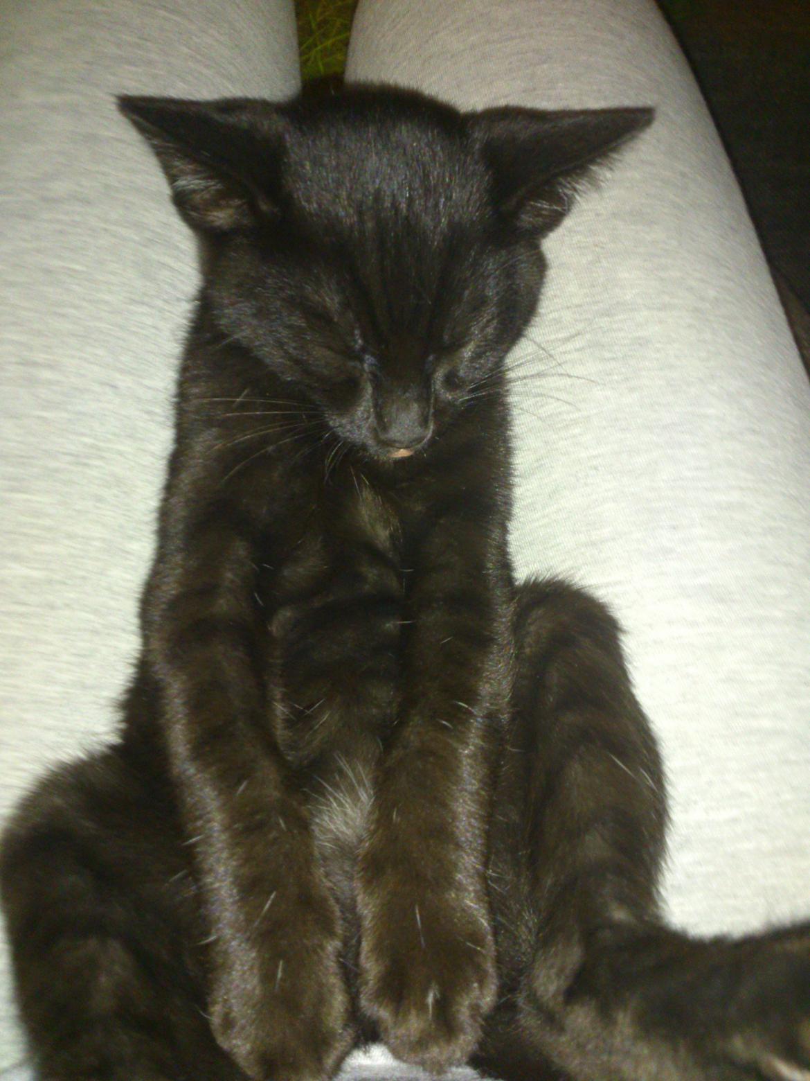 Blanding af racer Mowgli billede 17