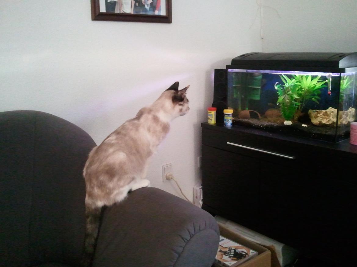 Blanding af racer Nyx - det bedste tv EVER billede 9