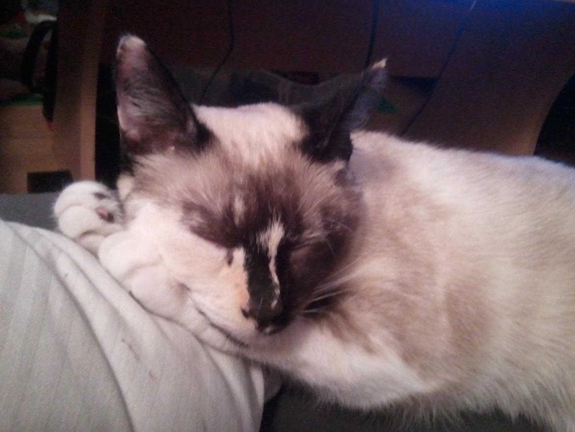 Blanding af racer Nyx billede 17