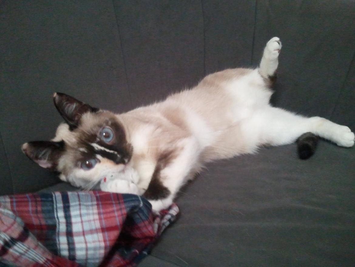 Blanding af racer Nyx billede 15