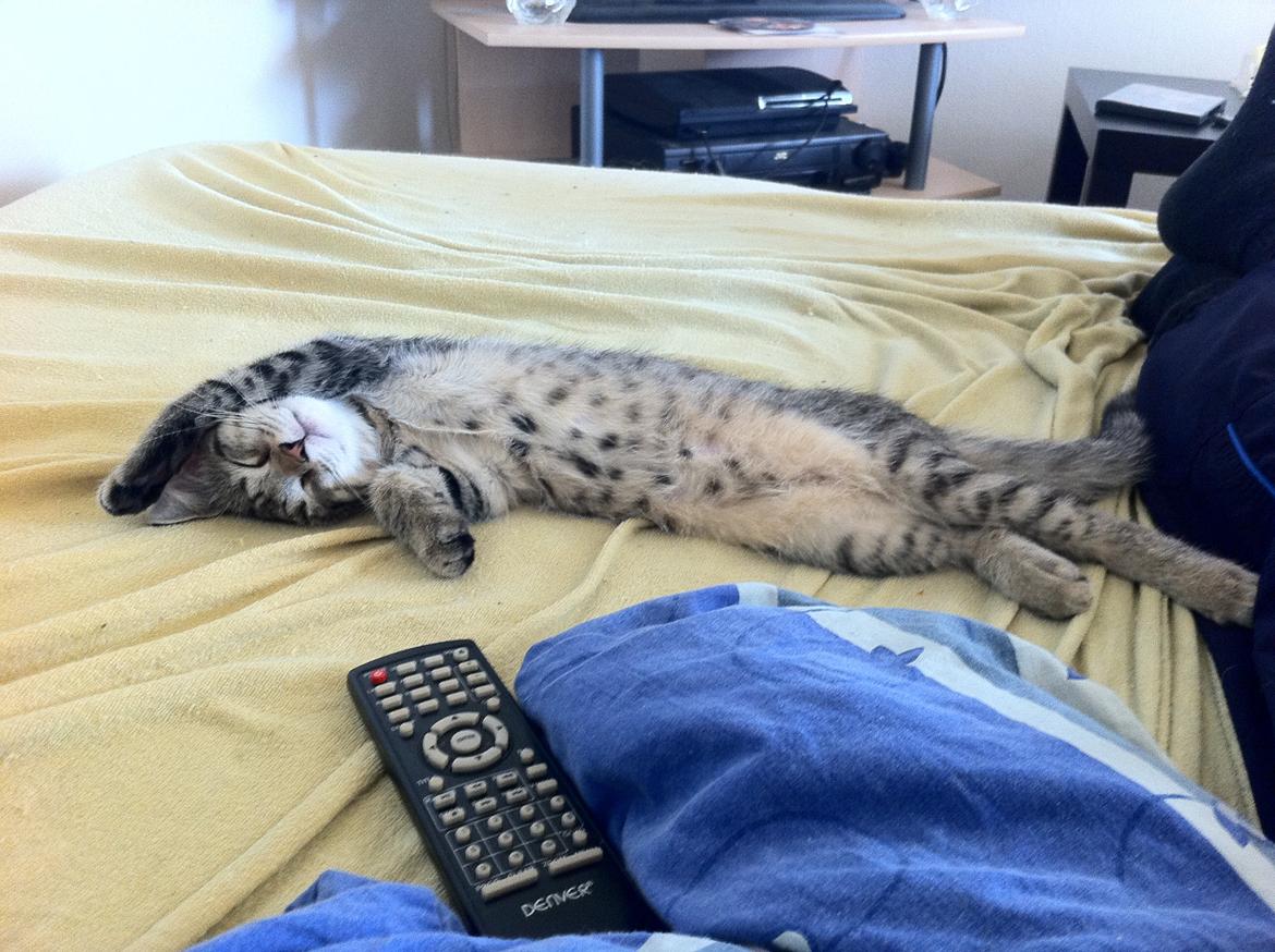 Blanding af racer Nala - Lille Nala er nu blevet 16 uger.  billede 11