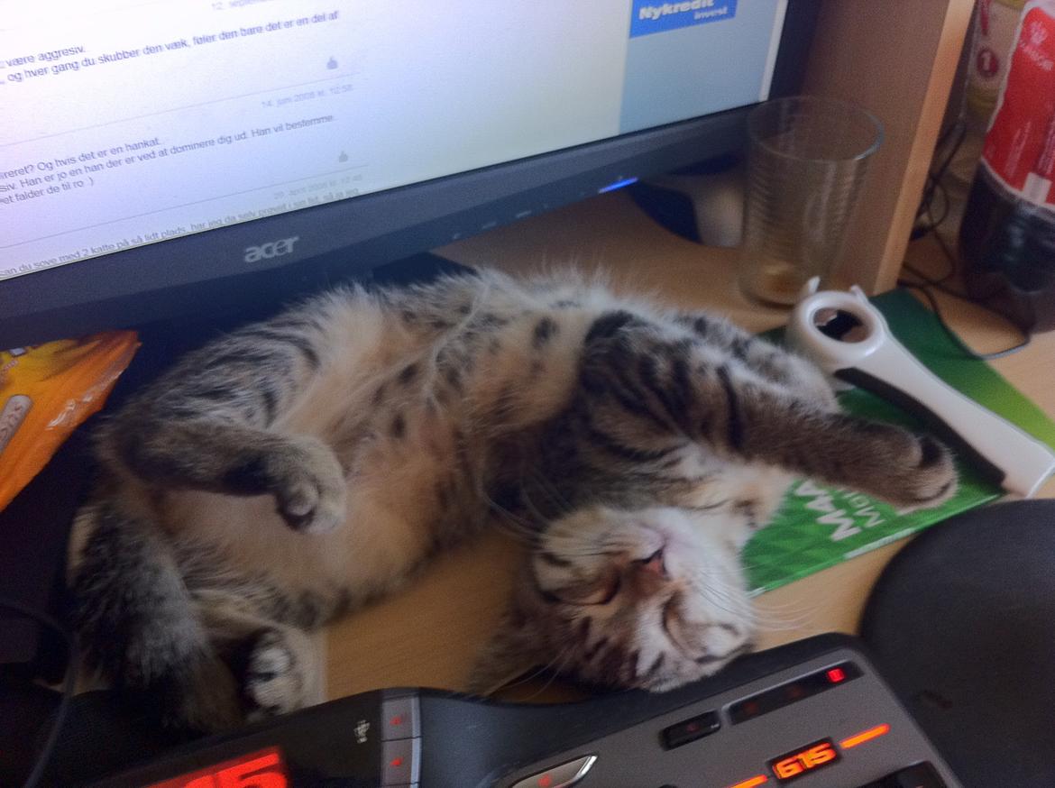 Blanding af racer Nala - Lille mis ligger på en af hendes yndlings pladser, i en af sine mange underlige stillinger. billede 12