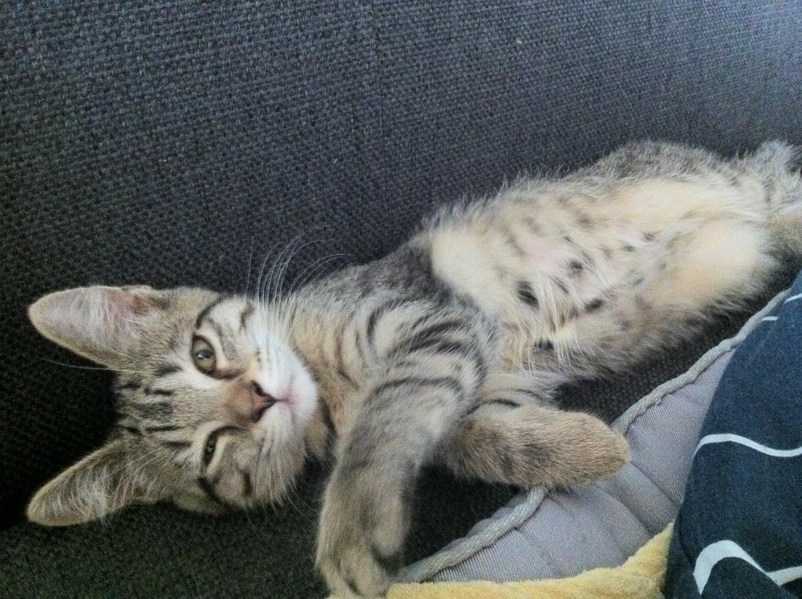 Blanding af racer Nala - *blink* billede 13