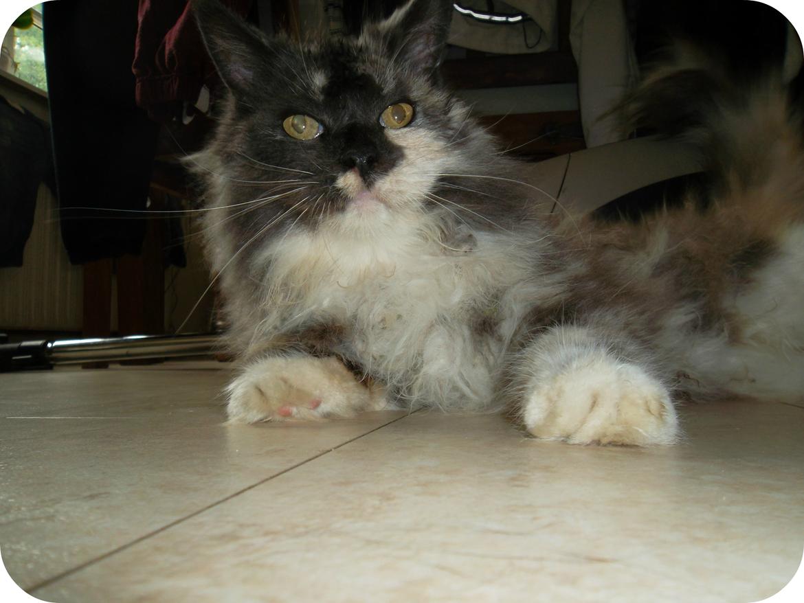 Maine Coon Duchess billede 1