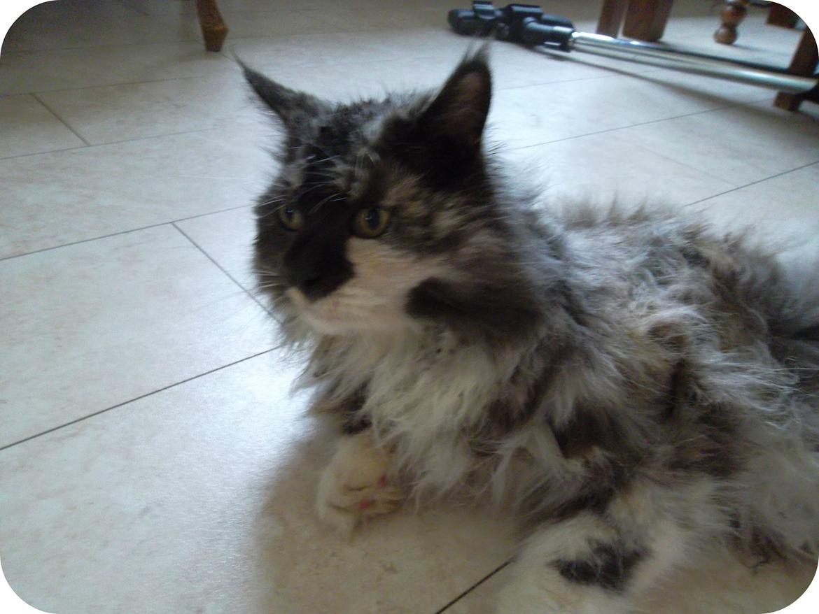 Maine Coon Duchess billede 2