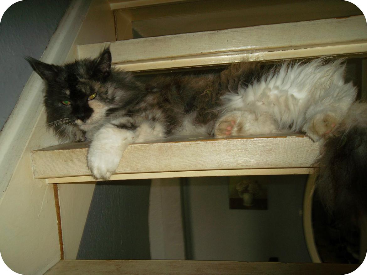 Maine Coon Duchess billede 3