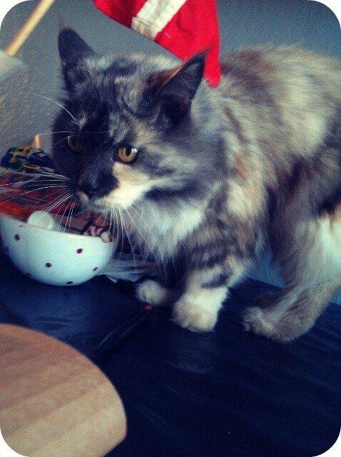 Maine Coon Duchess billede 4