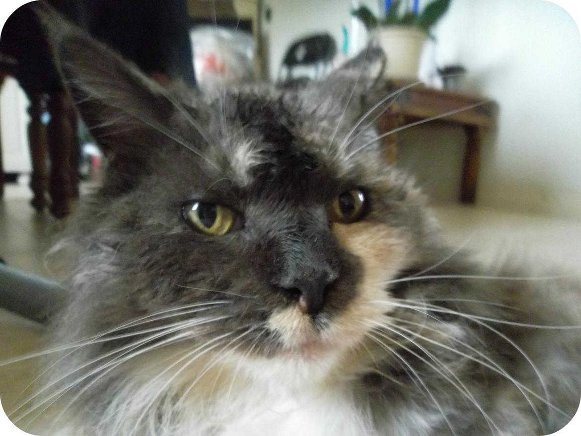 Maine Coon Duchess billede 5