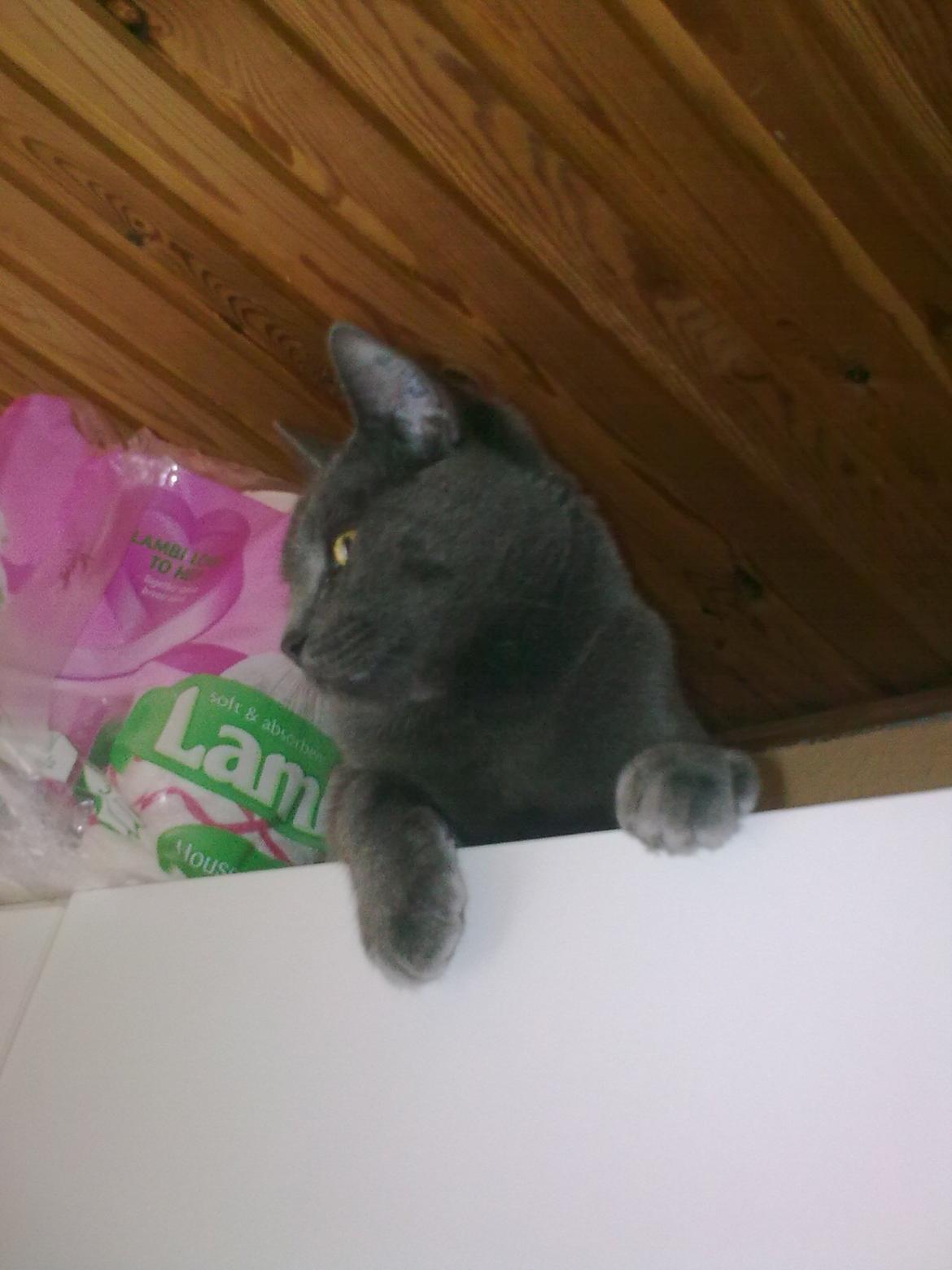 Blanding af racer Mikkel - April 2012
Skjulestedet på skabet billede 13