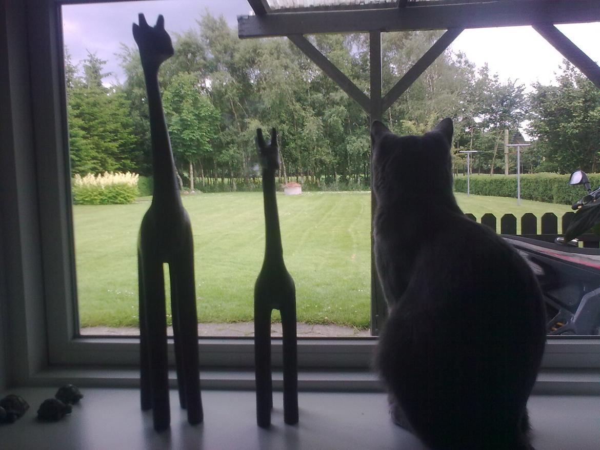 Blanding af racer Mikkel - Juli 2012: Utrolig smuk vinduespynt billede 1