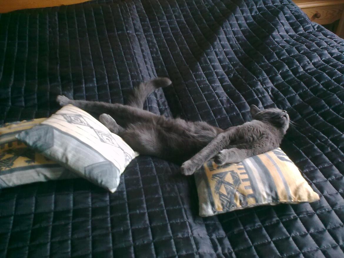 Blanding af racer Mikkel - Juli 2012 billede 16