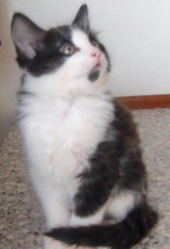 Blanding af racer Midas&Milo billede 1