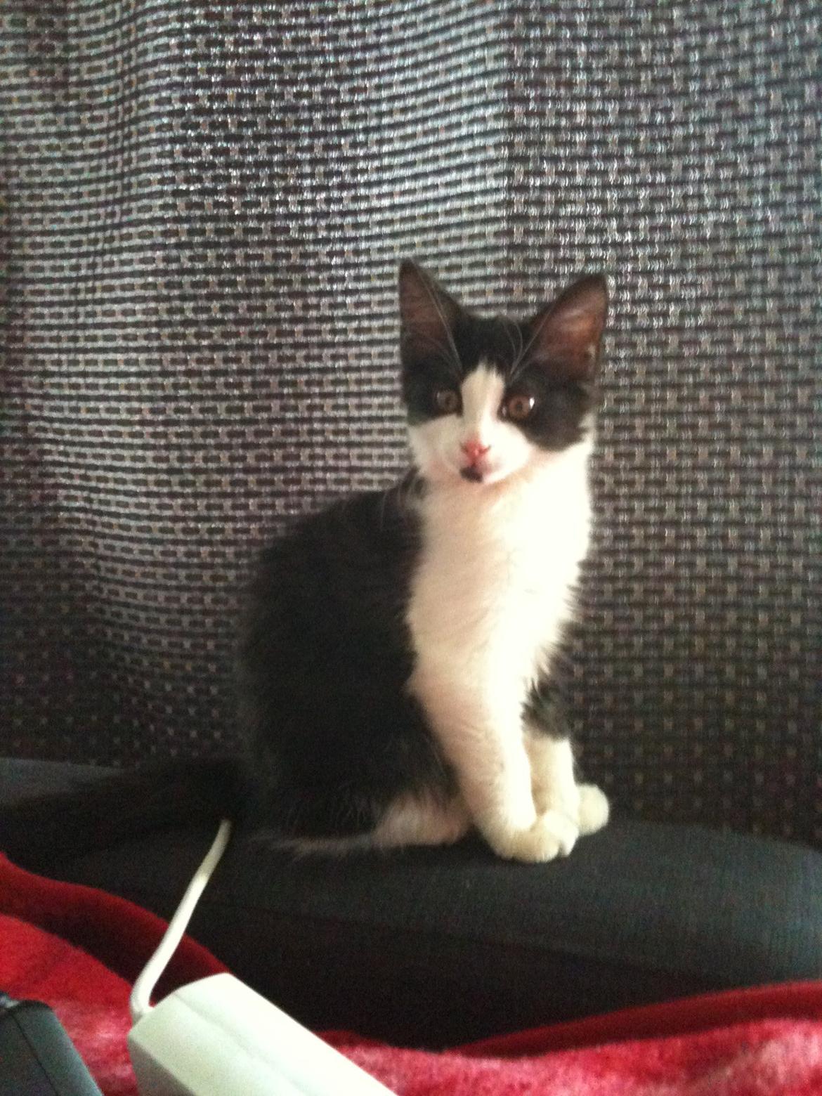 Blanding af racer Midas&Milo billede 2