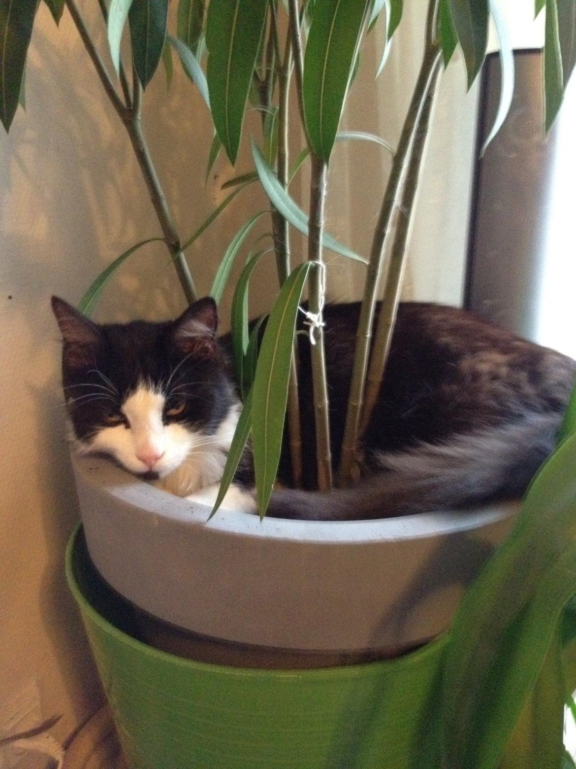 Blanding af racer Midas&Milo billede 3