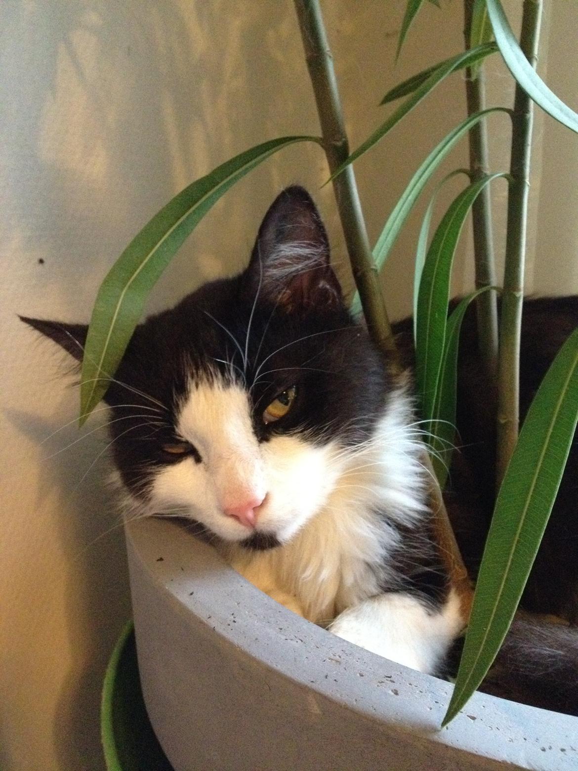 Blanding af racer Midas&Milo billede 4