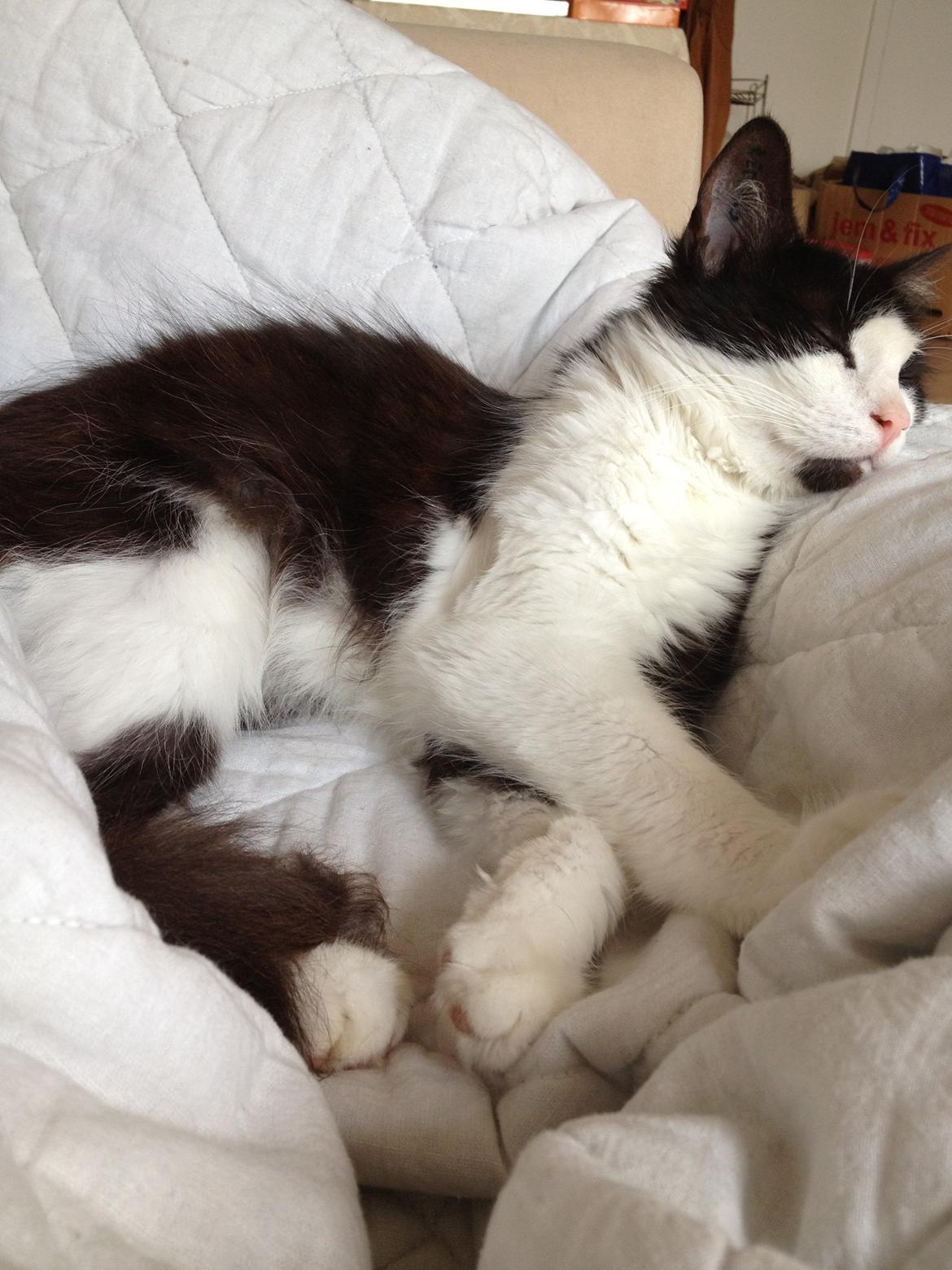 Blanding af racer Midas&Milo billede 5