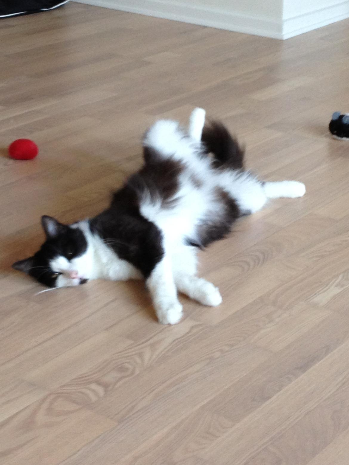 Blanding af racer Midas&Milo billede 6