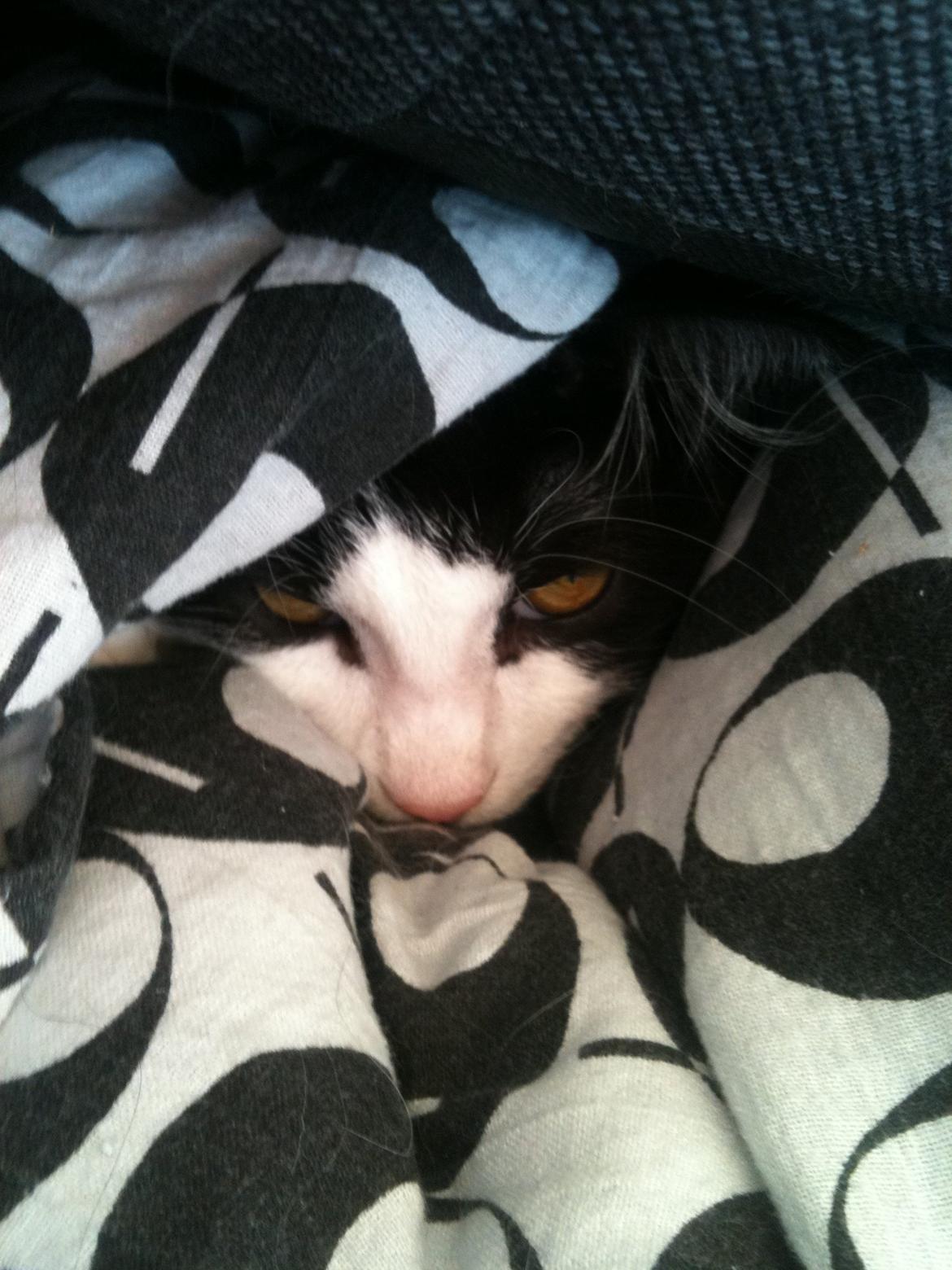 Blanding af racer Midas&Milo billede 7