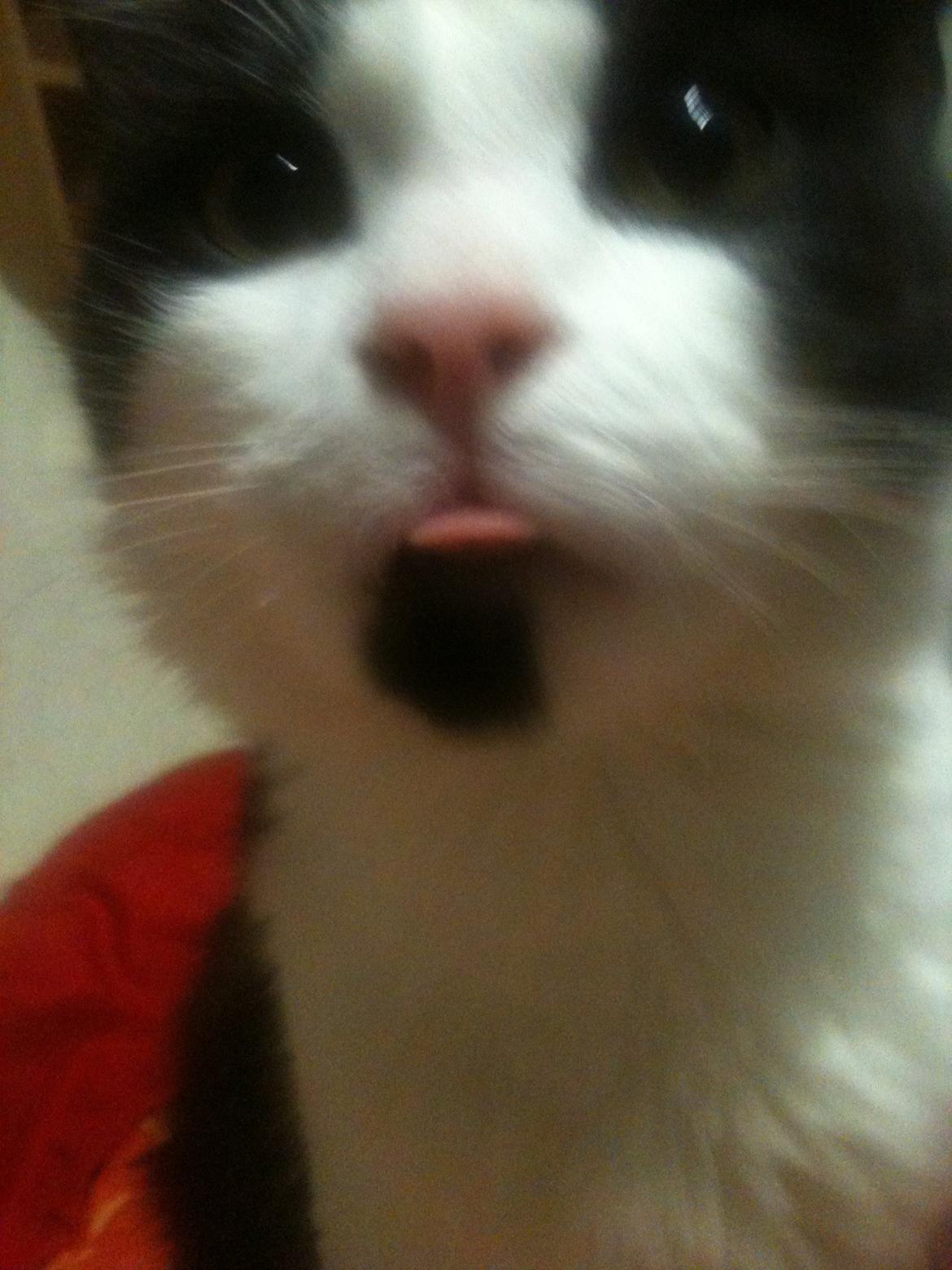 Blanding af racer Midas&Milo billede 8