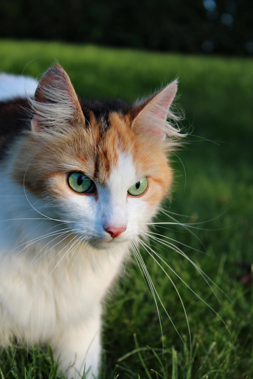 Norsk Skovkat Tulle verdens smukkeste stjerne - you have beautiful eyes billede 19