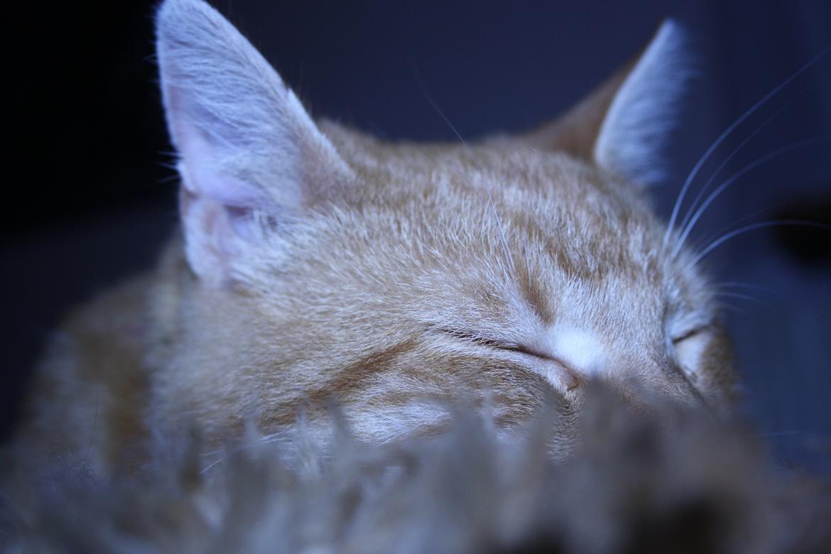 Huskat Puma billede 1