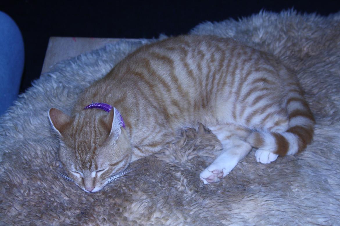 Huskat Puma billede 2