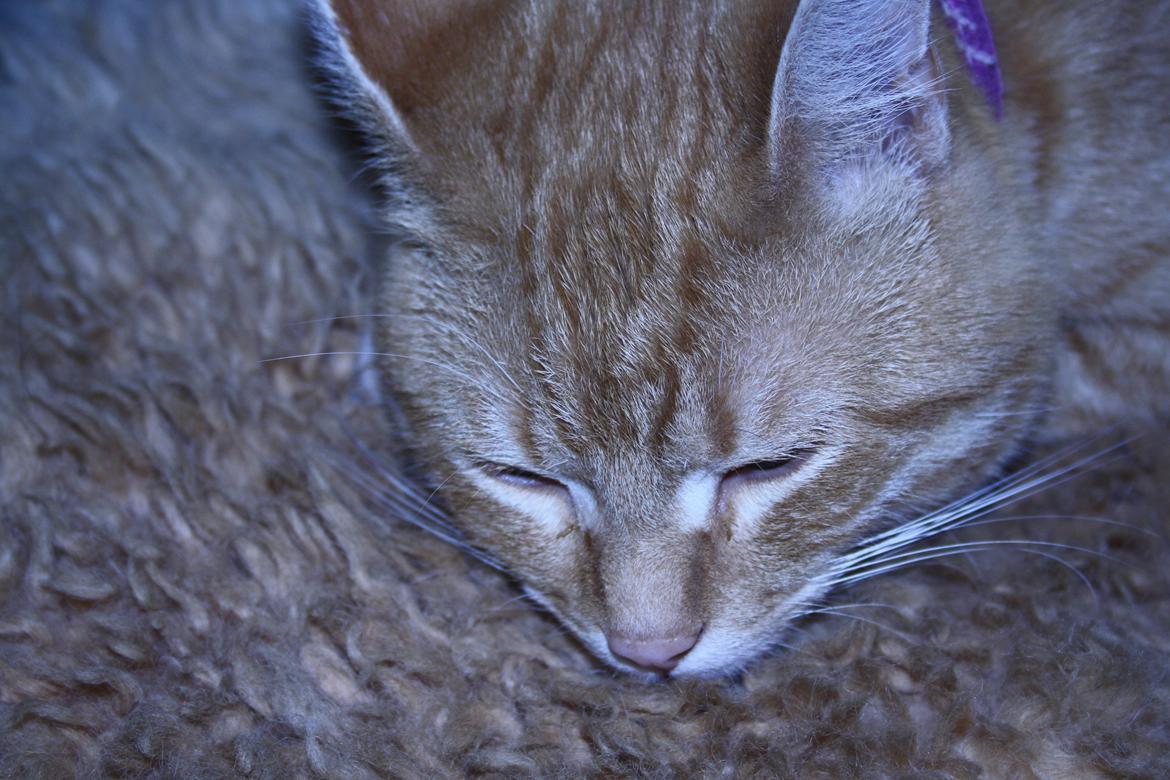 Huskat Puma billede 3