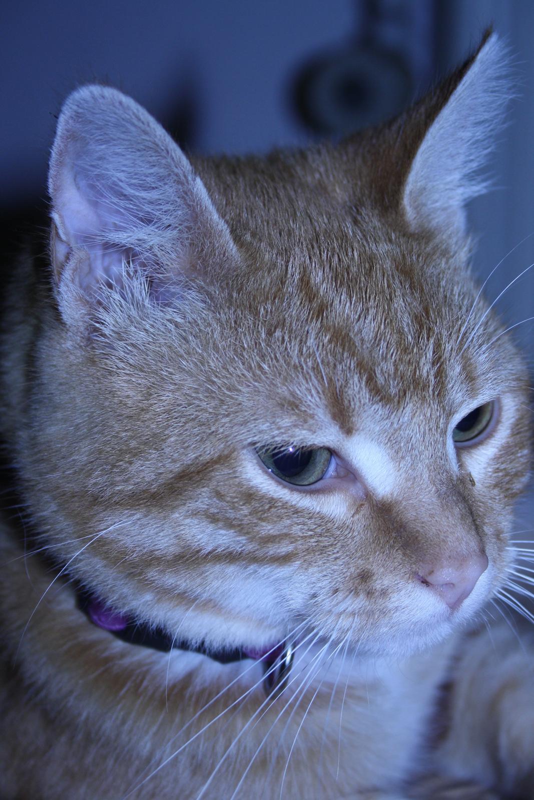 Huskat Puma billede 4