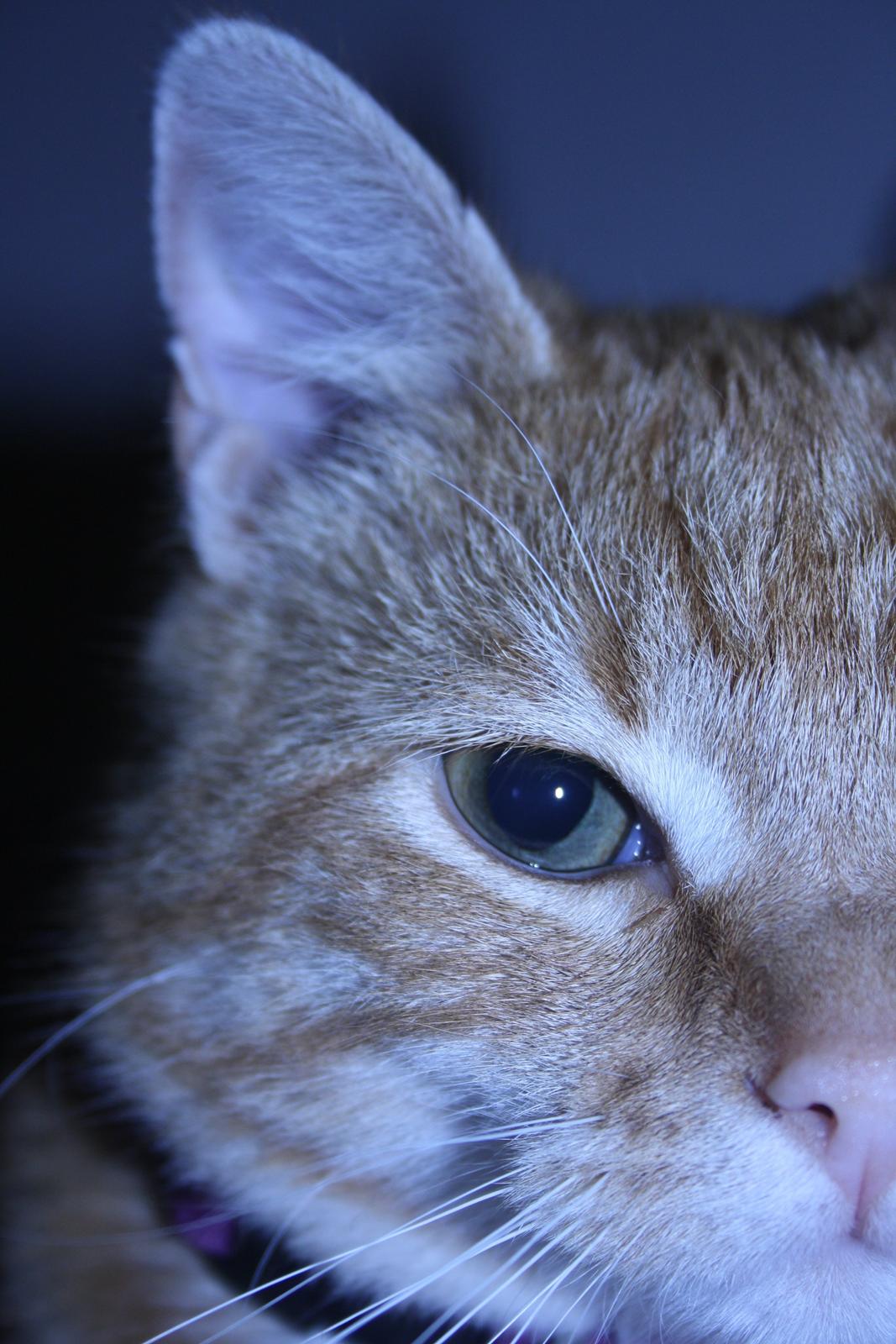 Huskat Puma billede 5