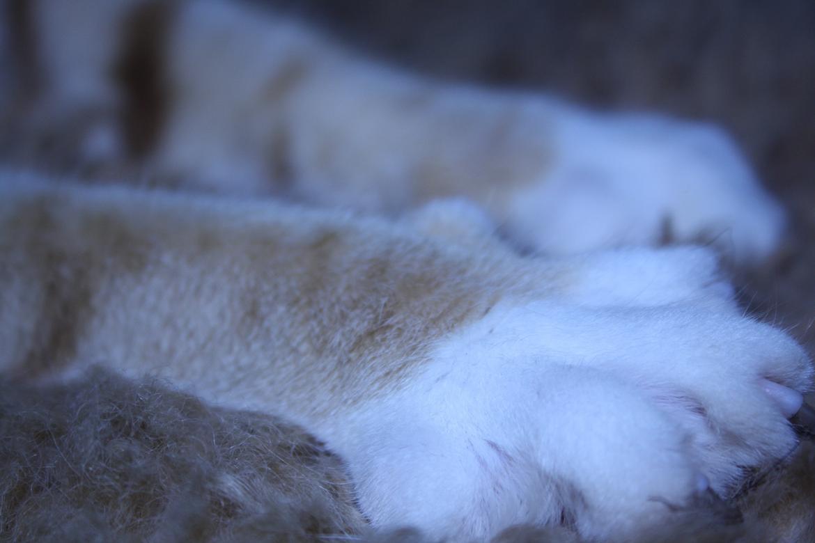 Huskat Puma billede 6